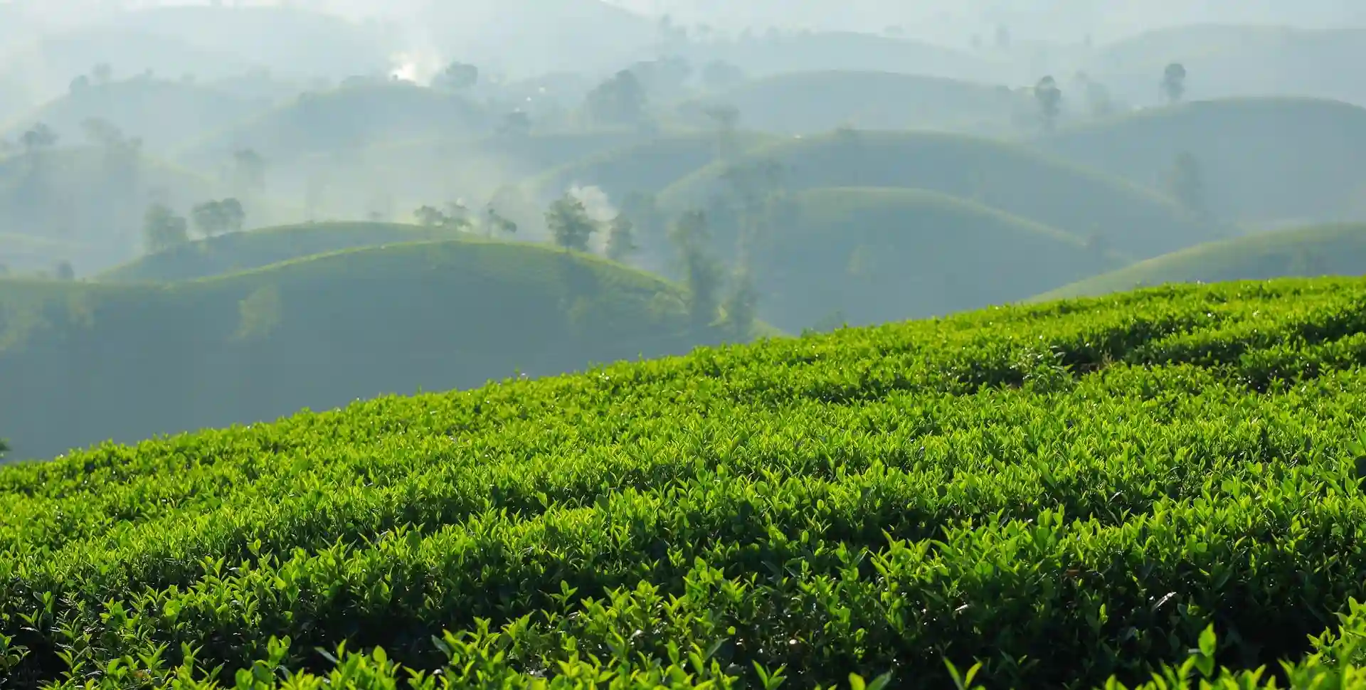 What Makes Assam and Meghalaya Unique Among India's Top Tourist Destinations?