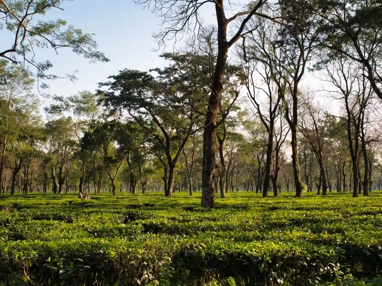 Top Experiences You Shouldn't Miss on an Assam Meghalaya Tour